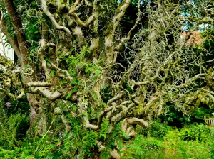 Allet 01 Kronkelhazelaar